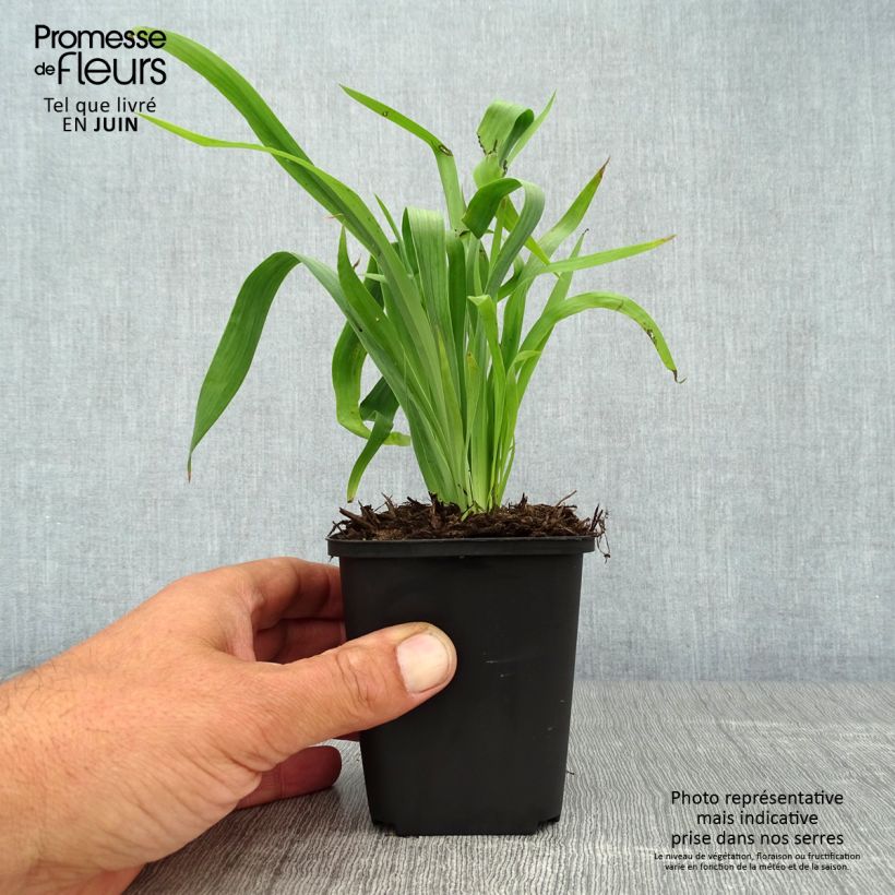 Esimerkki kesällä toimitetusta Juovasilmiö - Sisyrinchium striatum Taimiruukku 8/9 cm-taimesta