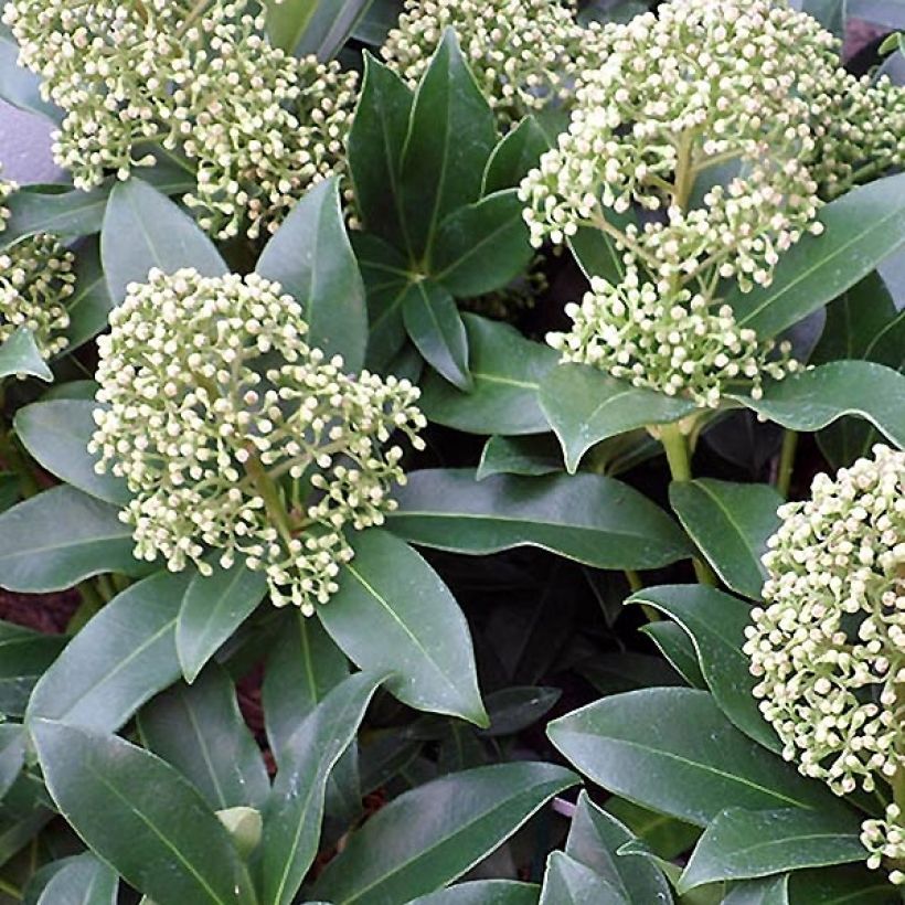 Japaninsatokki Fragrant Cloud (Kukinta)