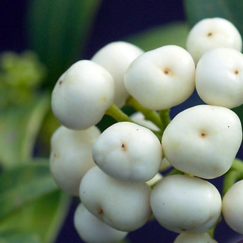 Japaninsatokki Kew White (Sadonkorjuu)