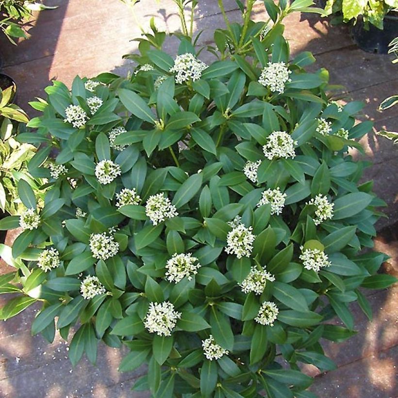 Japaninsatokki Kew White (Kasvutapa)