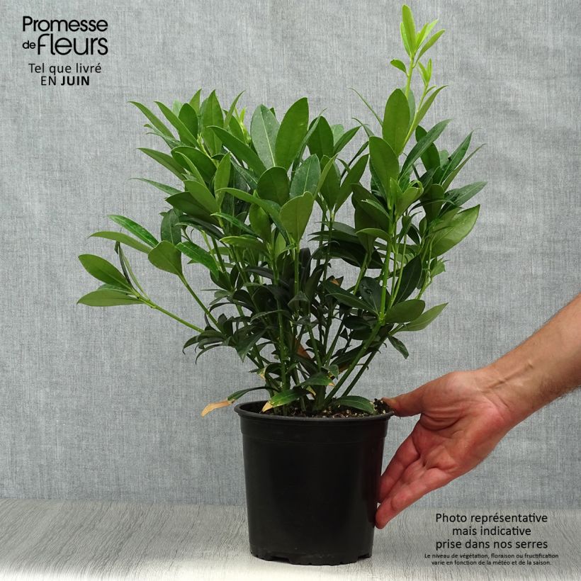 Esimerkki kesällä toimitetusta Japaninsatokki Kew White Pot de 2L/3L-taimesta