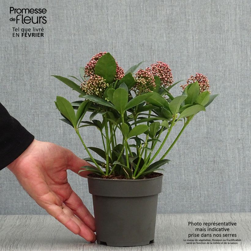 Esimerkki talvella toimitetusta Japaninsatokki Moerings 47 Pink Dwarf Pot de 1L/1,5L-taimesta
