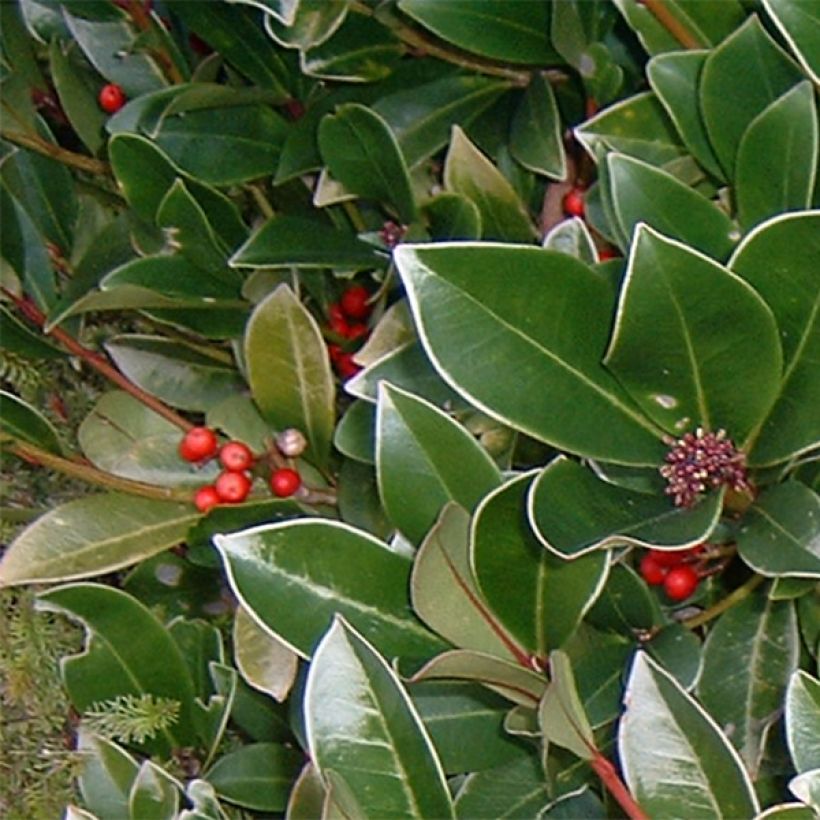 Japaninsatokki - Skimmia reevesiana (Lehvistö)