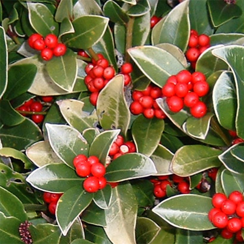 Japaninsatokki - Skimmia reevesiana (Kukinta)