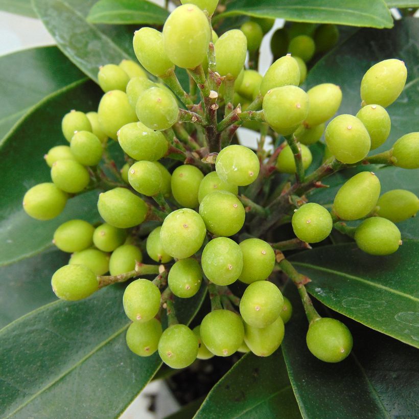 Japaninsatokki - Skimmia reevesiana (Sadonkorjuu)