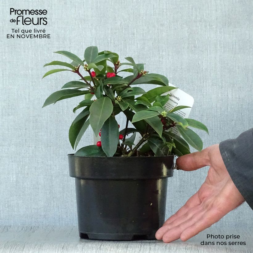 Esimerkki syksyllä toimitetusta Japaninsatokki - Skimmia reevesiana 1 litran / 1,5 litran ruukku-taimesta