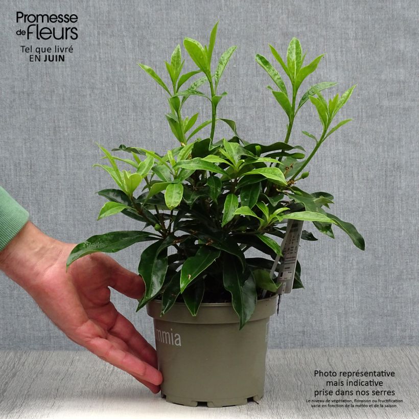 Esimerkki kesällä toimitetusta Japaninsatokki - Skimmia reevesiana Pot de 1L/1,5L-taimesta