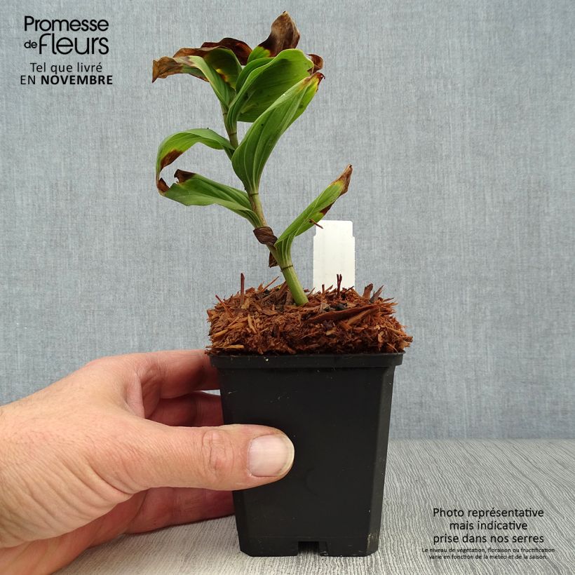 Esimerkki syksyllä toimitetusta Tertturotkokielo - Smilacina racemosum 8/9 cm taimiruukku-taimesta