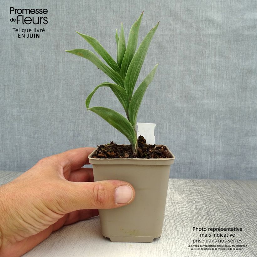Esimerkki kesällä toimitetusta Tertturotkokielo - Smilacina racemosum Taimiruukku 8/9 cm-taimesta