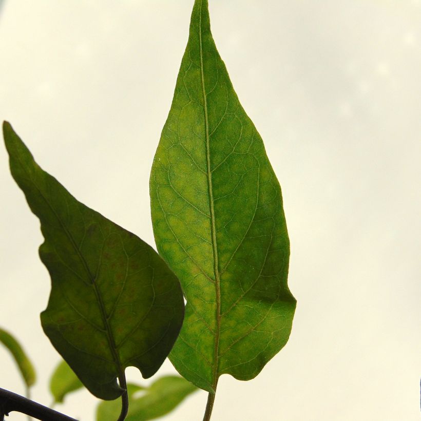 Solanum jasminoides Album (Lehvistö)