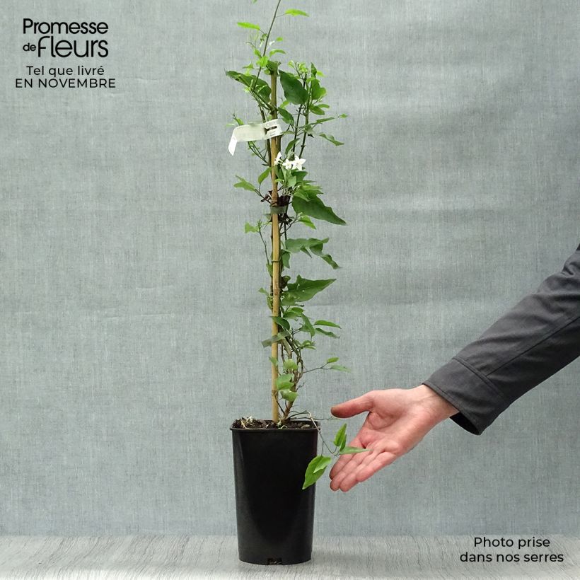 Esimerkki syksyllä toimitetusta Solanum jasminoides Album 2 litran/3 litran ruukku-taimesta