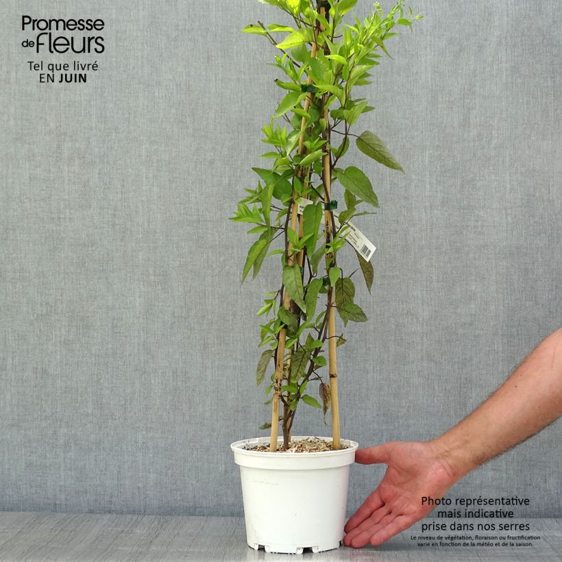 Esimerkki kesällä toimitetusta Solanum jasminoides Album Pot de 2L/3L-taimesta