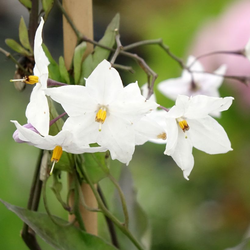 Solanum jasminoides Album (Kukinta)