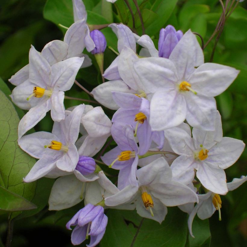 Solanum jasminoides Sininen (Kukinta)