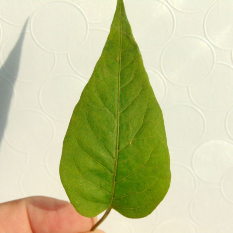 Solanum jasminoides Sininen (Lehvistö)