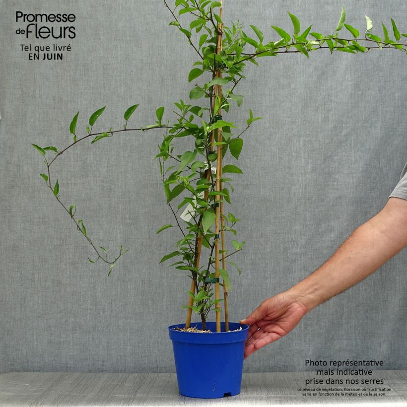 Esimerkki kesällä toimitetusta Solanum jasminoides Sininen Ruukku 2L / 3L-taimesta