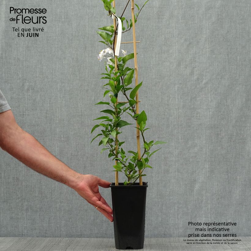 Esimerkki kesällä toimitetusta Solanum jasminoides - Morelle faux jasmin Pot de 2L/3L-taimesta