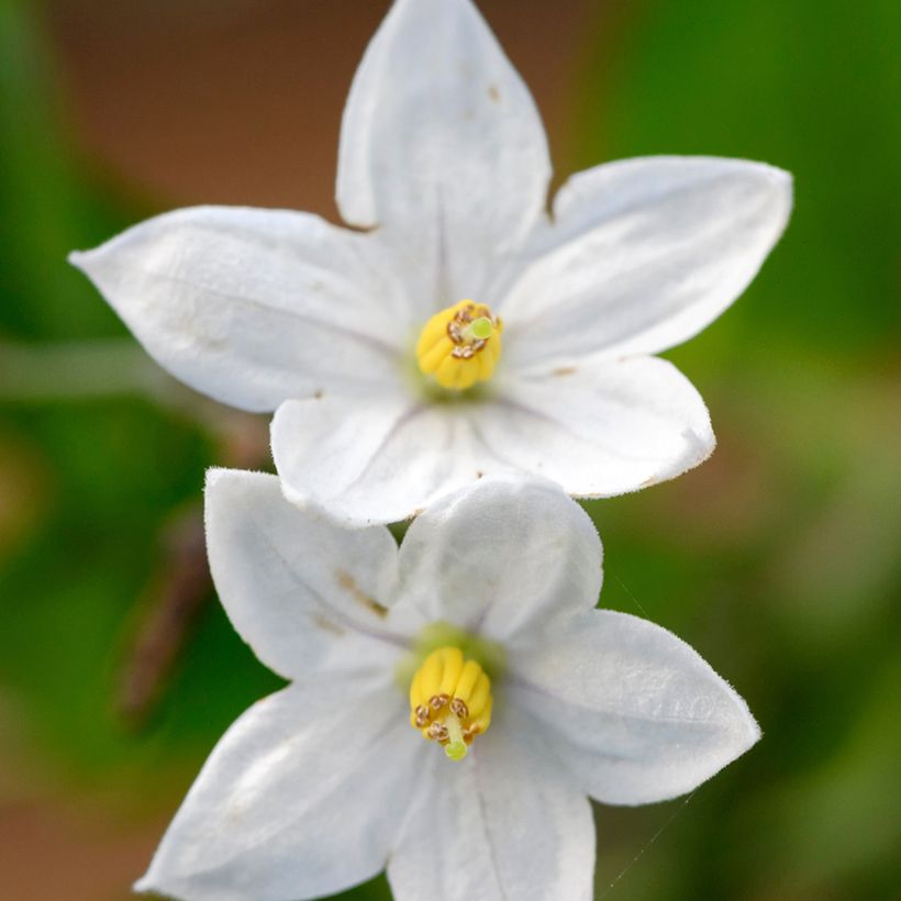 Solanum jasminoides (Kukinta)