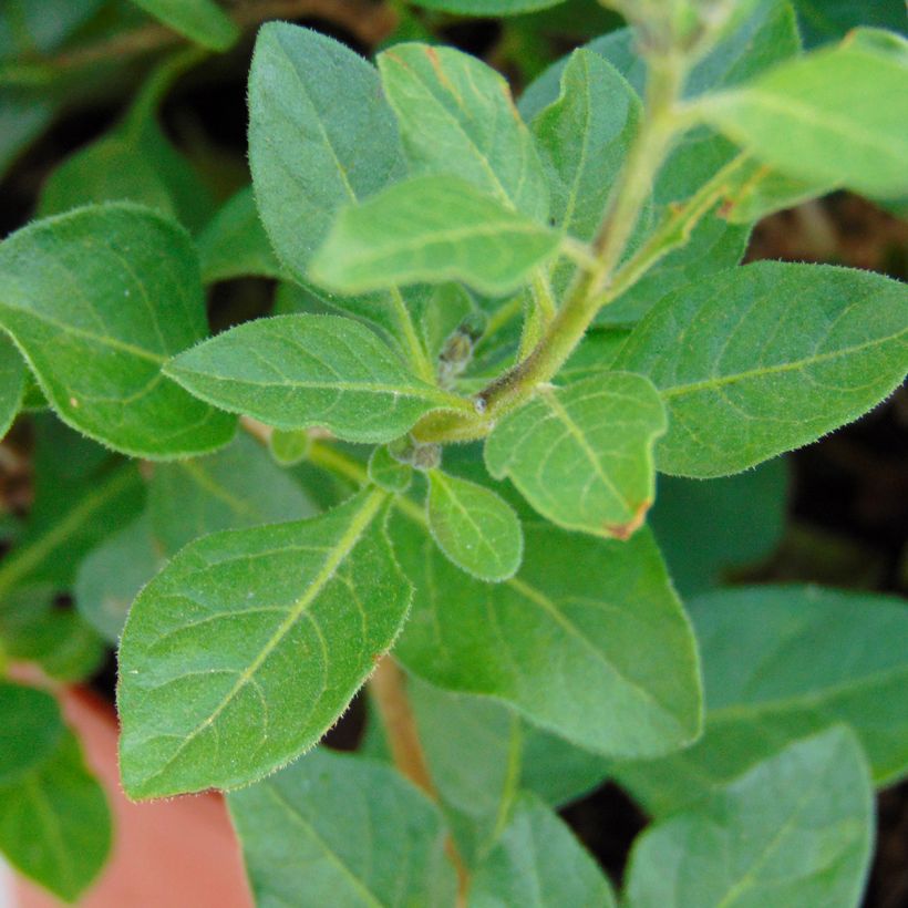 Solanum rantonnetii (Foliage)