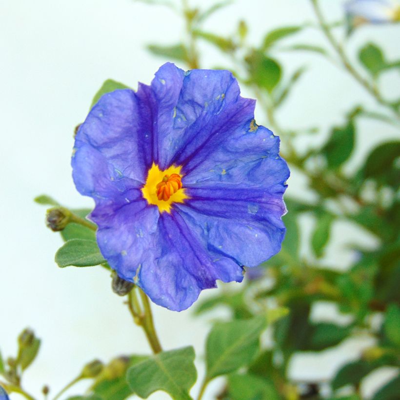 Solanum rantonnetii (Flowering)
