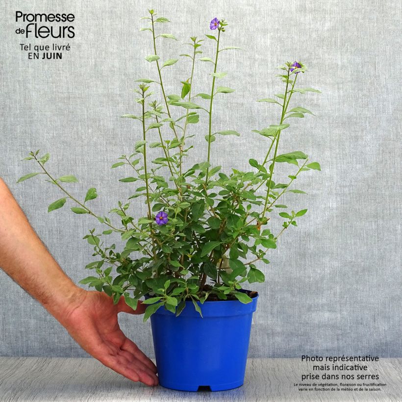 Esimerkki kesällä toimitetusta Solanum rantonnetii Pot de 3L/4L-taimesta