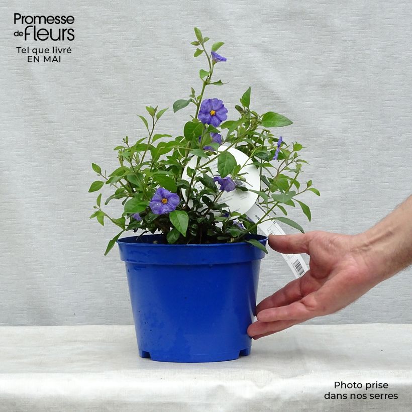 Example of Solanum rantonnetii Pot de 3L/4L as you get in printemps