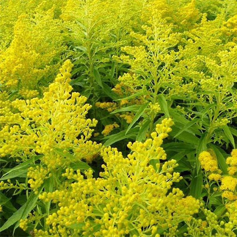 Tarhapiisku Golden Mosa (Kukinta)