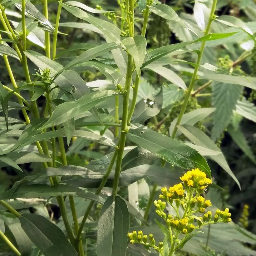 Kanadanpiisku - Solidago canadensis (Lehvistö)
