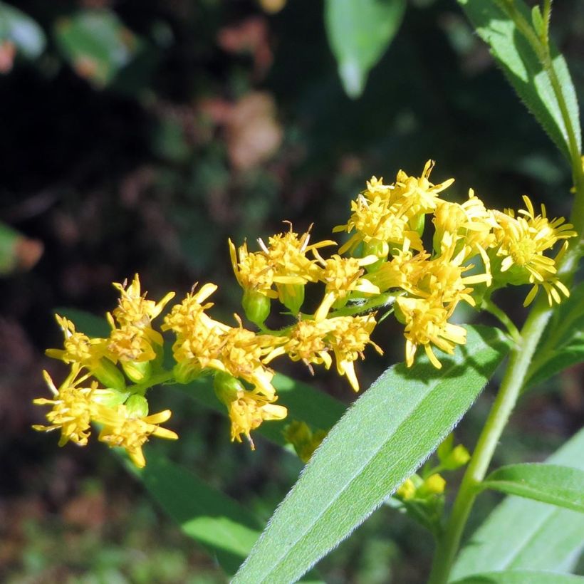 Kanadanpiisku - Solidago canadensis (Kukinta)