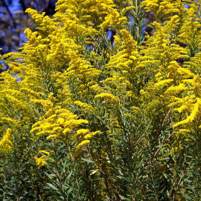 Kanadanpiisku - Solidago canadensis (Kasvutapa)