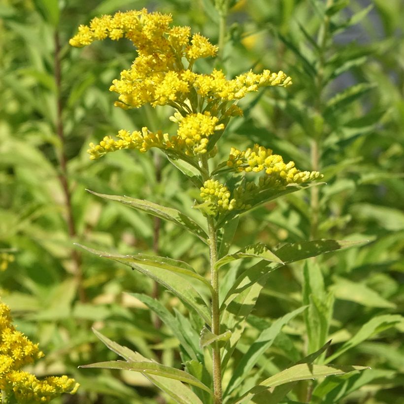 Kanadanpiisku Golden Baby (Kasvutapa)