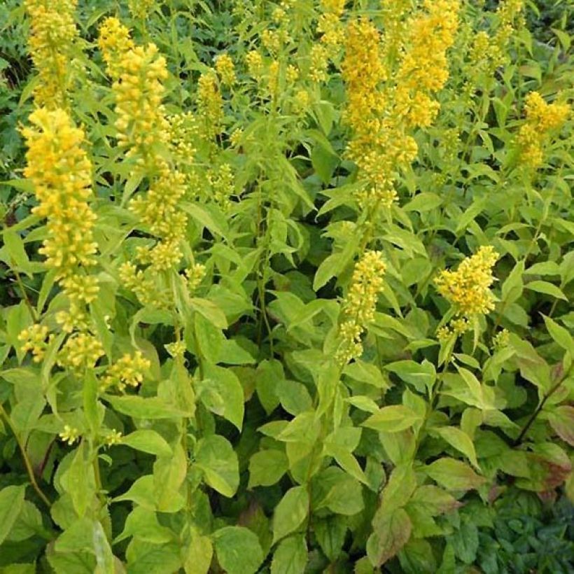Piisku Variegata (Kasvutapa)