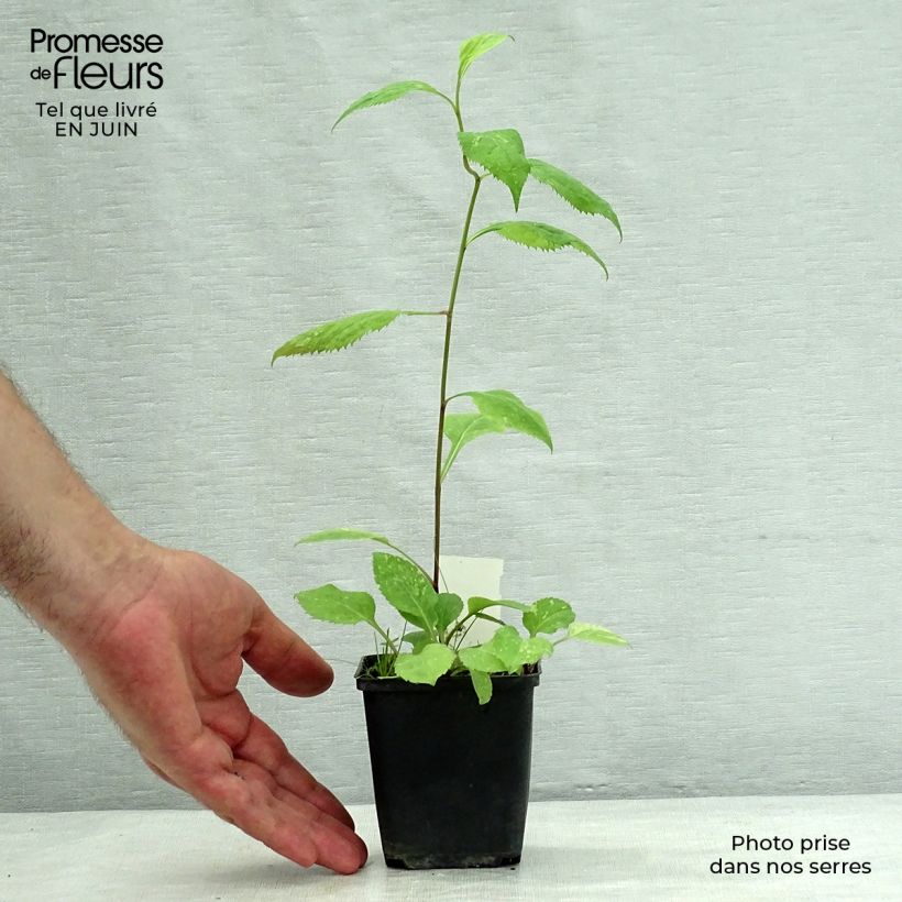 Esimerkki kesällä toimitetusta Piisku Variegata Godet de 8/9 cm-taimesta