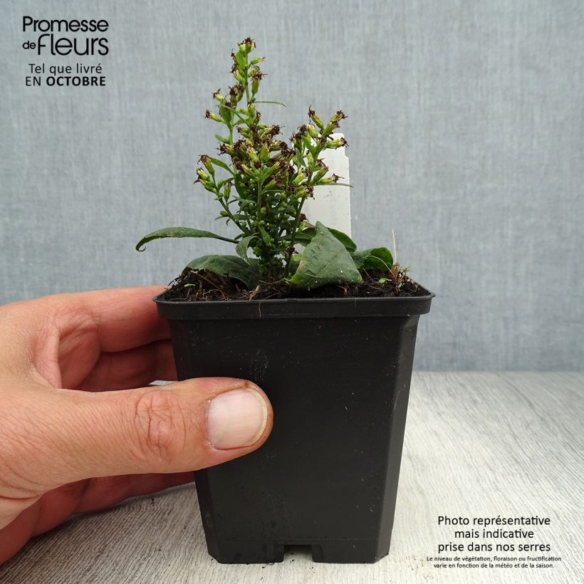 Esimerkki syksyllä toimitetusta Piisku Variegata 8/9 cm taimiruukku-taimesta