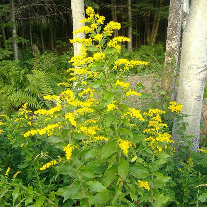 Nuokkupiisku - Solidago rugosa (Kukinta)