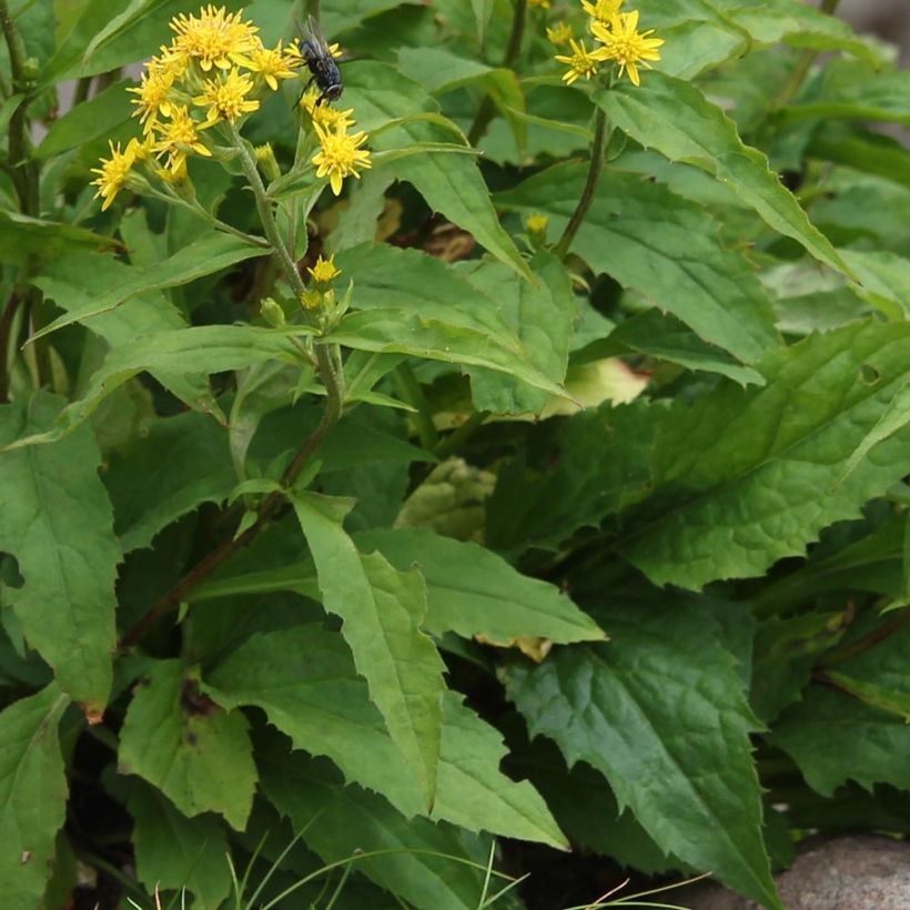 Kultapiisku - Solidago virgaurea (Lehvistö)