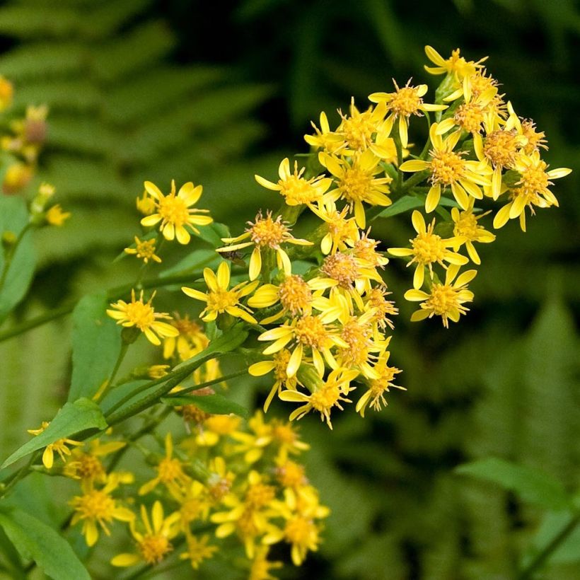 Kultapiisku - Solidago virgaurea (Kukinta)