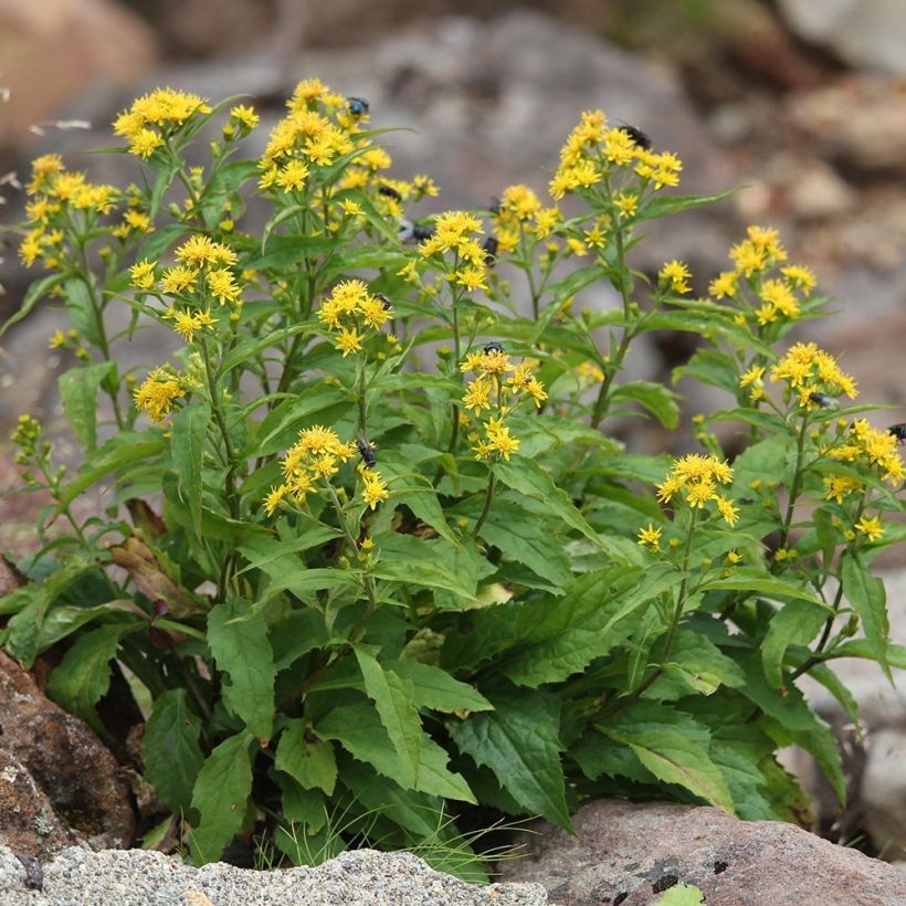 Kultapiisku - Solidago virgaurea (Kasvutapa)
