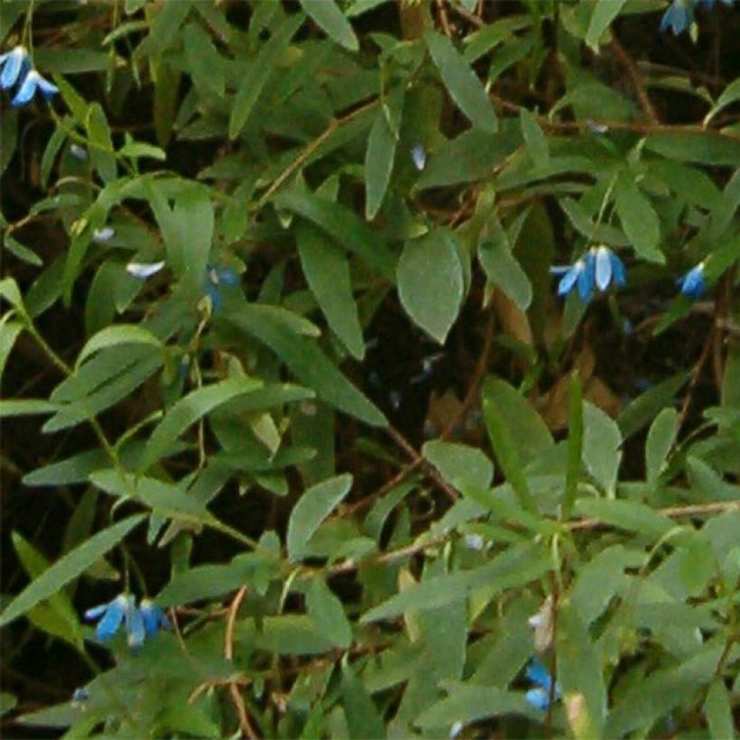 Sollya heterophylla - kellosollia (Foliage)