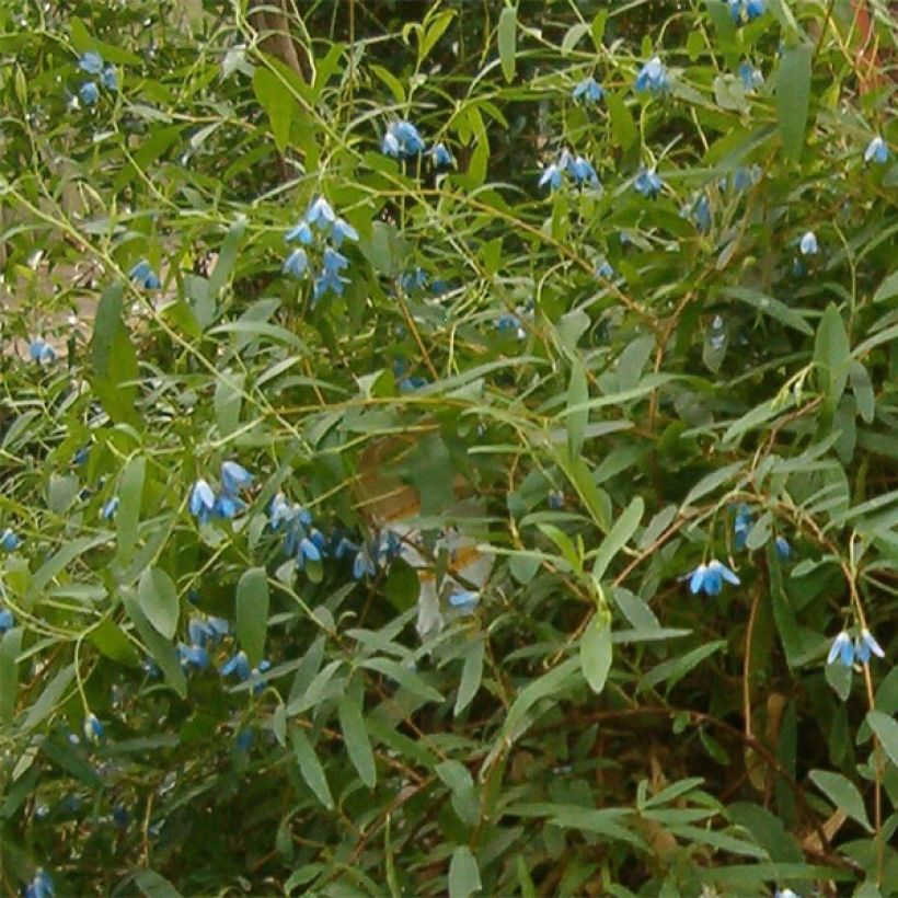 Sollya heterophylla - kellosollia (Flowering)