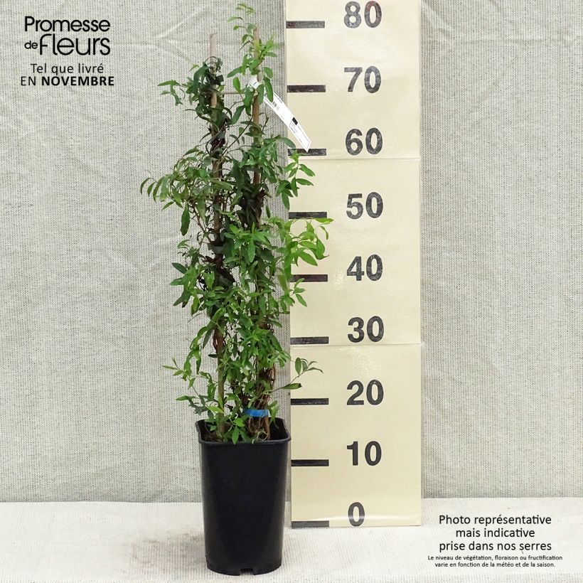 Esimerkki syksyllä toimitetusta Sollya heterophylla - kellosollia 3 litran/4 litran ruukku-taimesta