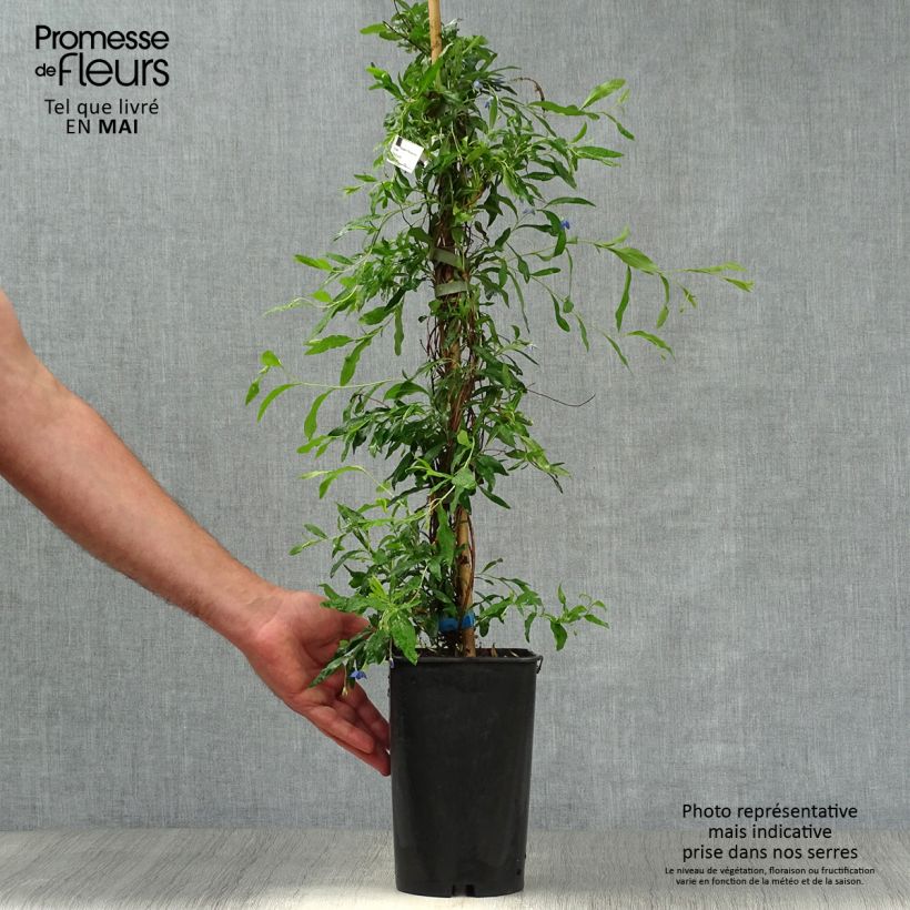 Example of Sollya heterophylla - kellosollia Pot de 3L/4L as you get in printemps