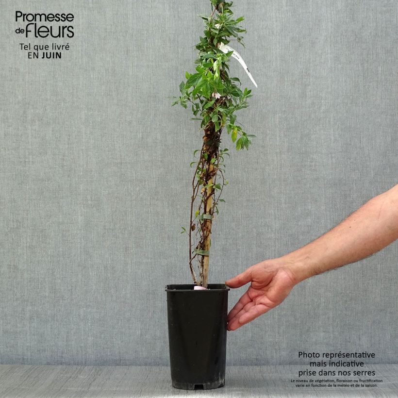 Esimerkki kesällä toimitetusta Sollya heterophylla Rosea Ruukku 3L / 4L-taimesta