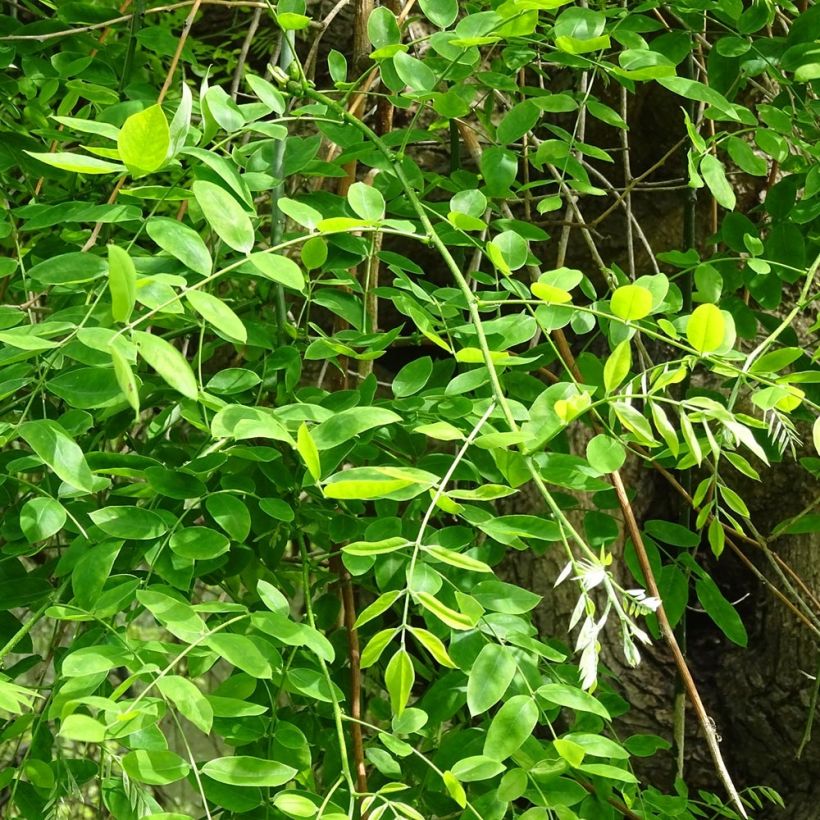 Helmipalo - Sophora japonica (Lehvistö)