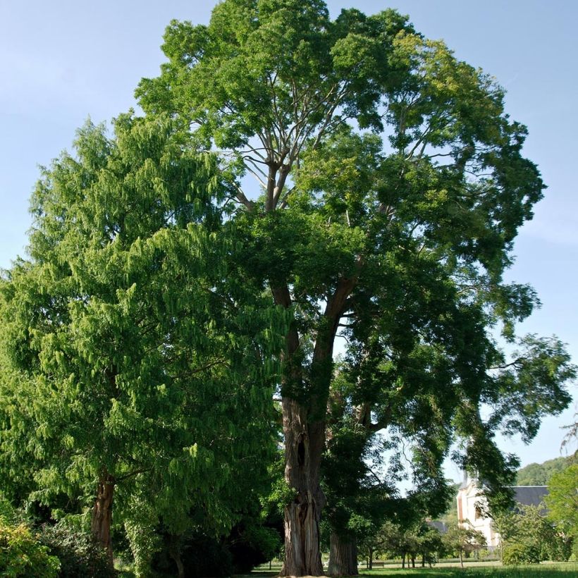 Helmipalo - Sophora japonica (Kasvutapa)