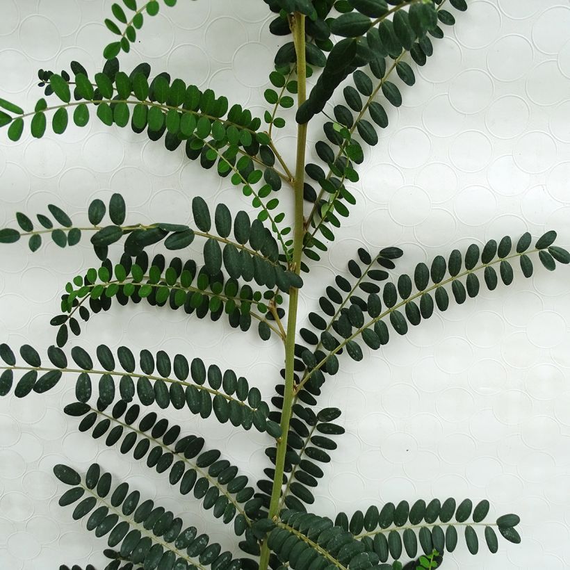 Maorinhelmipalko SUN King (Lehvistö)
