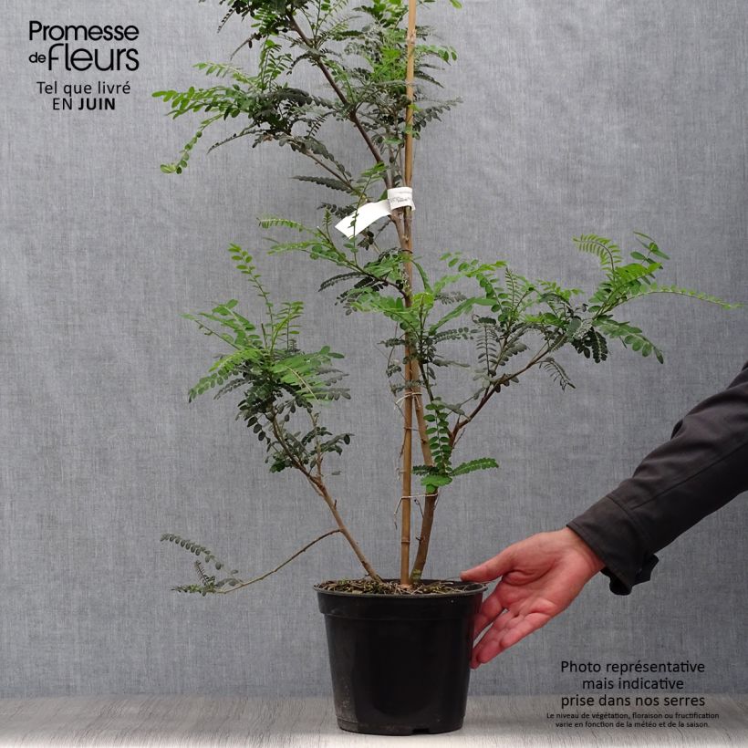 Esimerkki kesällä toimitetusta Maorinhelmipalko SUN King Pot de 2L/3L-taimesta