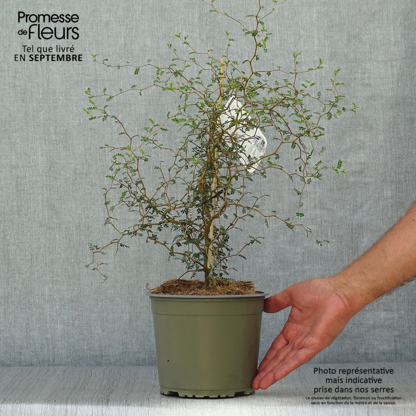 Esimerkki syksyllä toimitetusta Helmipalo Little Baby Pot de 1,5L/2L-taimesta