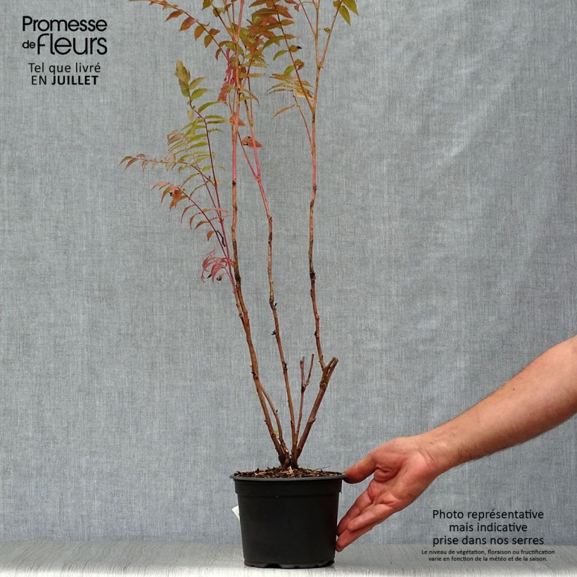 Esimerkki kesällä toimitetusta Viitapihlaja-angervo - Sorbaria sorbifolia Ruukku 2L / 3L-taimesta