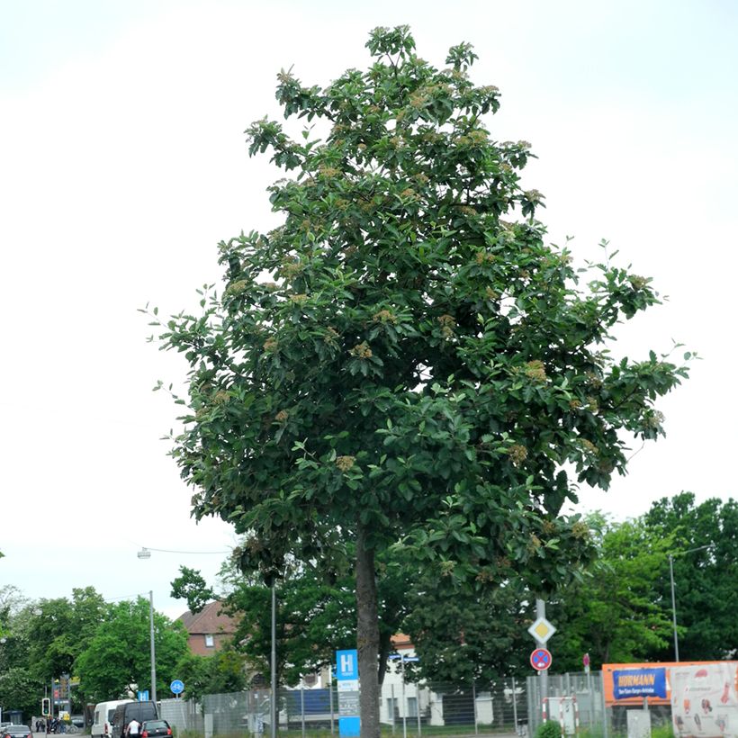 Ruotsinpihlaja Brouwers (Kasvutapa)